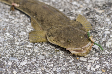 釣り上げたコチ