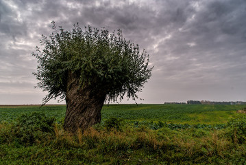 Samotna wierzba © podlaski49