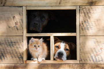Funny company of two dogs and little kitten looking out the window of little house