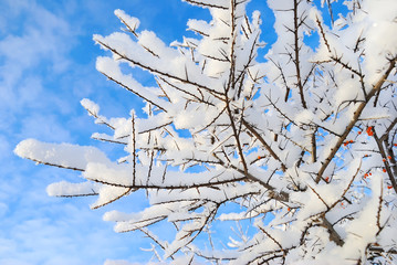 Branches tree covered with rime frost