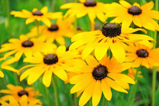Fototapeta Yellow rudbeckia flower