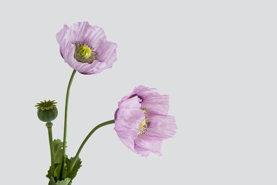 Pink poppy flowers