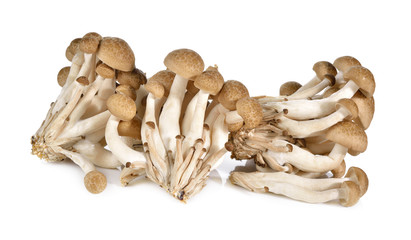 shimeji mushroom, brown beech mushroom on white background