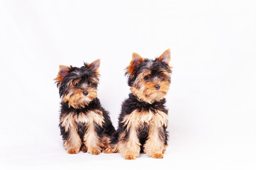Two Yorkshire terrier puppy