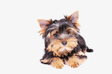 Yorkshire terrier puppy on a white background