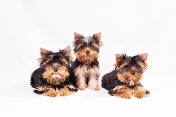 Three Yorkshire terrier puppy