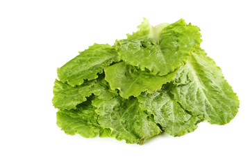 Fresh salad lettuce isolated on a white