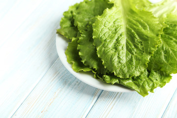 Fresh salad lettuce on a blue wooden background