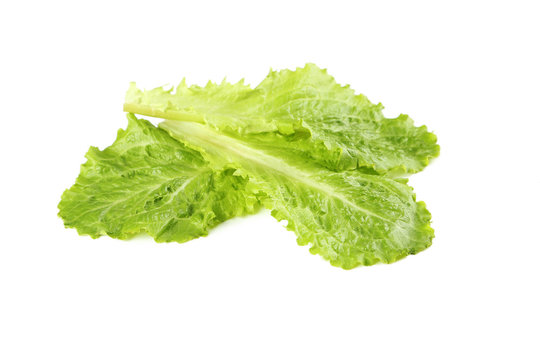 Fresh salad lettuce isolated on a white
