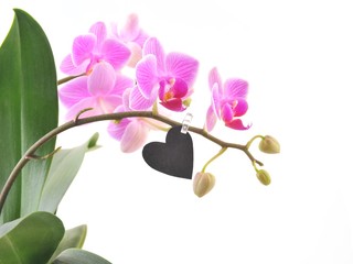 Orchidea Phalaenopsis 