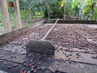Cocoa bean