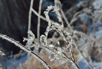 Branch with hoar 1