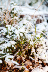 The grass under the snow