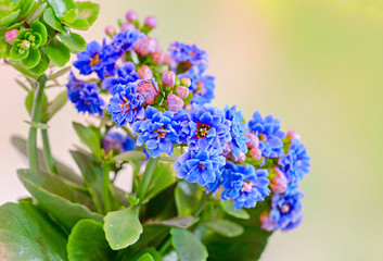 Blue Calandiva flowers, Kalanchoe, family Crassulaceae, close up, bokeh gradient background.