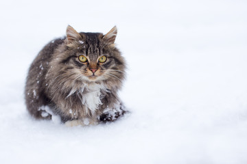 Fototapeta premium Freezing homeless cat in winter