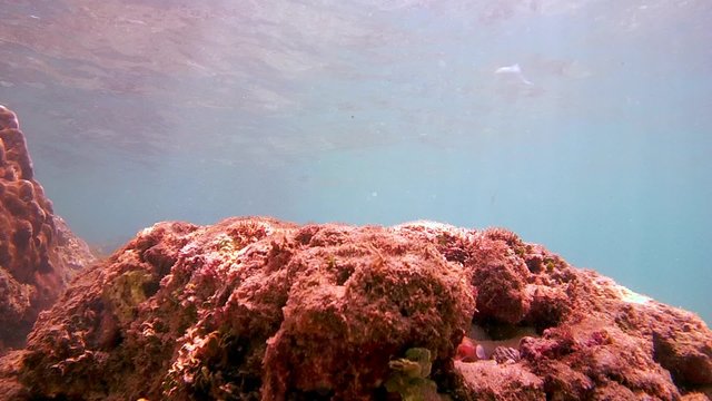 octopus remove a stone from his hiding place and climbs out of the cave, Indian Ocean, Hikkaduwa, Sri Lanka, South Asia 

