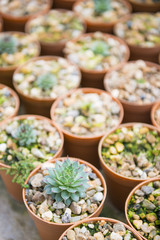 cactus plant for garden decoration