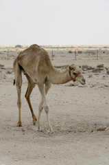 Kamel - Doha