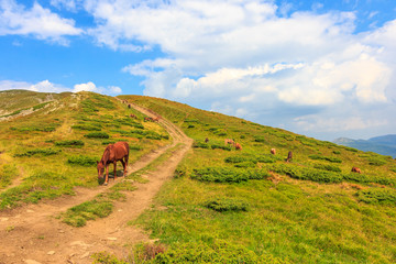Fototapeta na wymiar Carpathian pasture horses