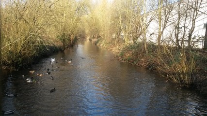 Fluß mit Enten © dietmar1971