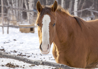 red horse on a big farm in winter