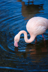 Flamingo in water