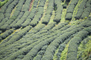 green tea plantation beautiful landscape in Chiang Mai