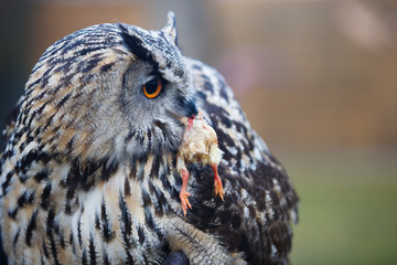 Hunter with prey