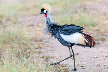 crowned crane