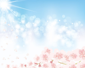 Naklejka na ściany i meble cherry blossom and blue sky background