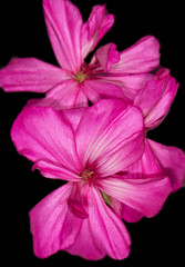 purple geranium flowers on a black background