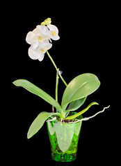White branch orchid  flowers, vase, flowerpot, Orchidaceae, Phalaenopsis known as the Moth Orchid, abbreviated Phal.