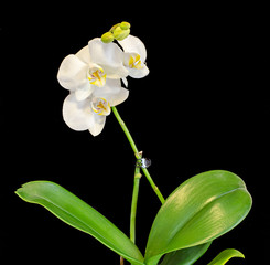 White branch orchid  flowers, vase, flowerpot, Orchidaceae, Phalaenopsis known as the Moth Orchid, abbreviated Phal.