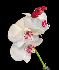 White branch orchid  flower with red pistils, vase, flowerpot, Orchidaceae, Phalaenopsis known as the Moth Orchid, abbreviated Phal.