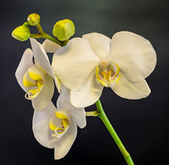 White branch orchid  flowers, vase, flowerpot, Orchidaceae, Phalaenopsis known as the Moth Orchid, abbreviated Phal.