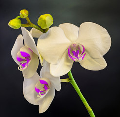 White branch orchid  flower with violet pistils, vase, flowerpot, Orchidaceae, Phalaenopsis known as the Moth Orchid, abbreviated Phal.