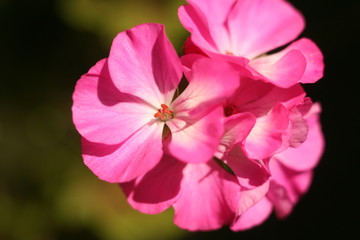 Flower Geranium close-up abstract