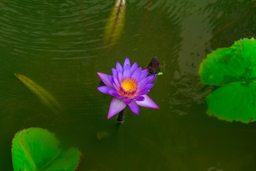 Blossoming Lotus in water