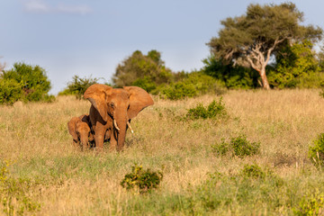 Obraz premium elephant