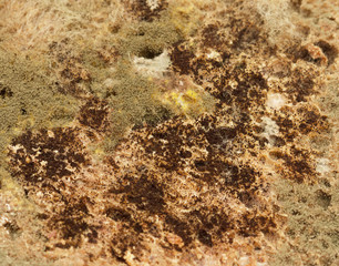 mold on rye bread