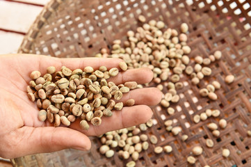 Green coffee beans in hand.