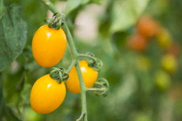 fresh cherry tomatoes on branch