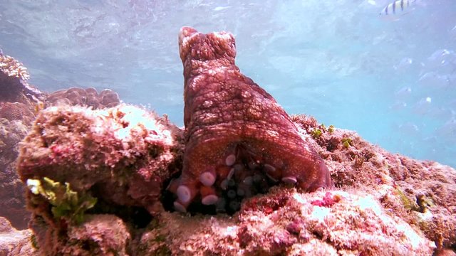 curious red octopus comes out of his hiding place on the stone and swings on the course watching the surrounding area, Indian Ocean, Hikkaduwa, Sri Lanka, South Asia 
