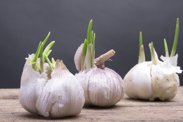 grows white garlic