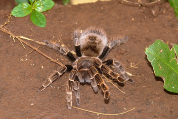 Tarantula