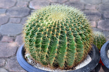 Cactus in the pot