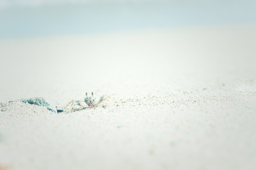 砂浜の蟹