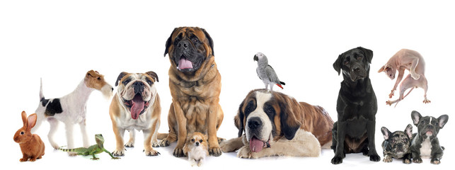 group of pet