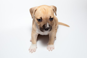stafford puppy isolated