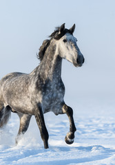 Fototapeta na wymiar Grey horse - close up portrait in motion